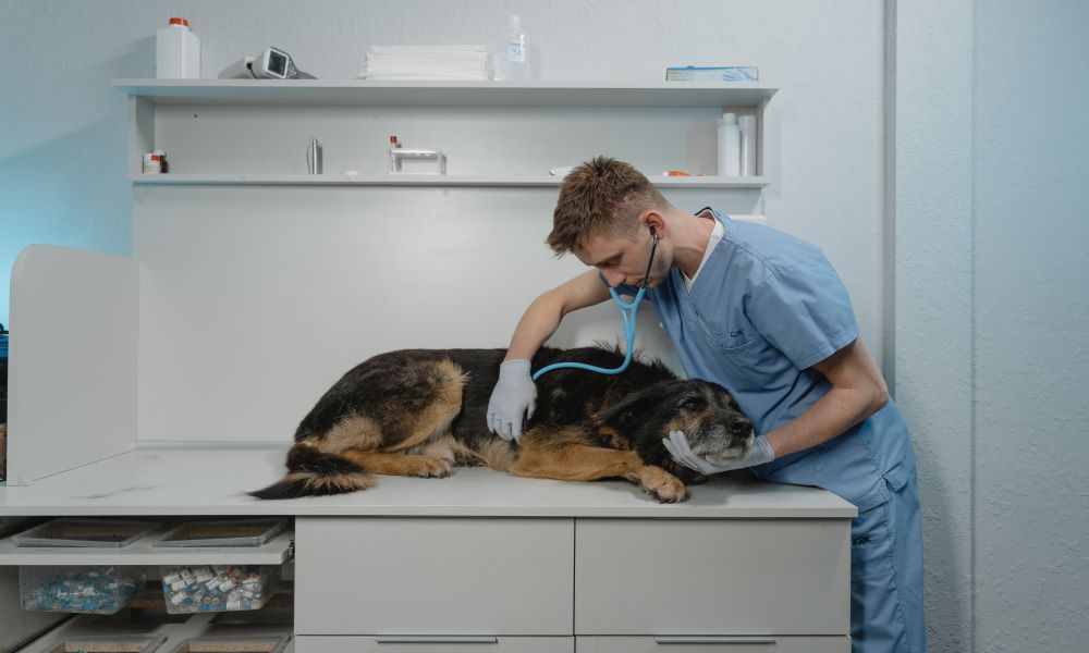 Pet Emergencies