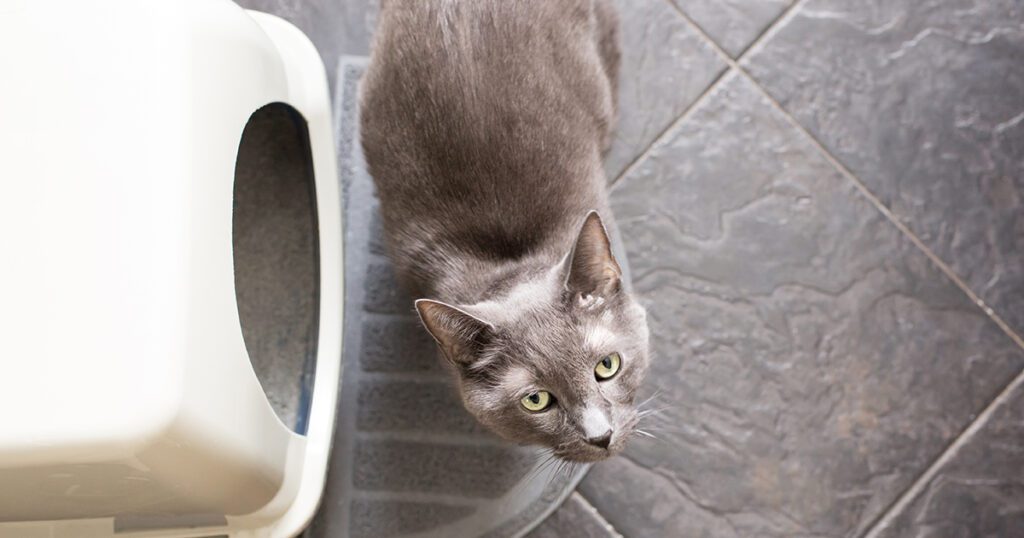 Pets urinary health