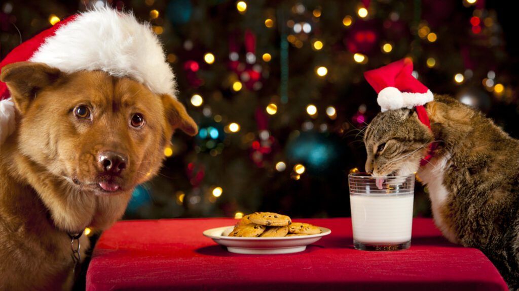 The Danger of Holiday Foods for Pets