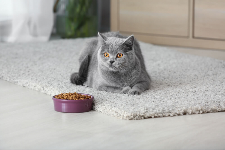 cat loses appetite
