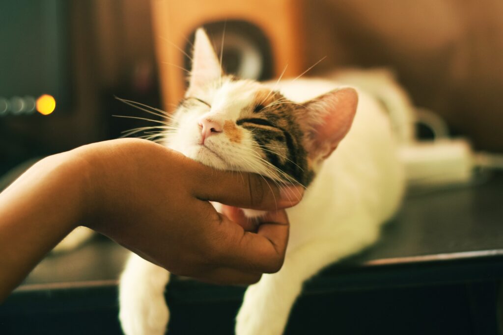 catspurr