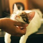 catspurr