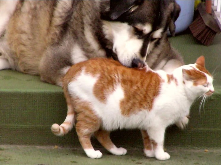 coexistence between dogs and cats
