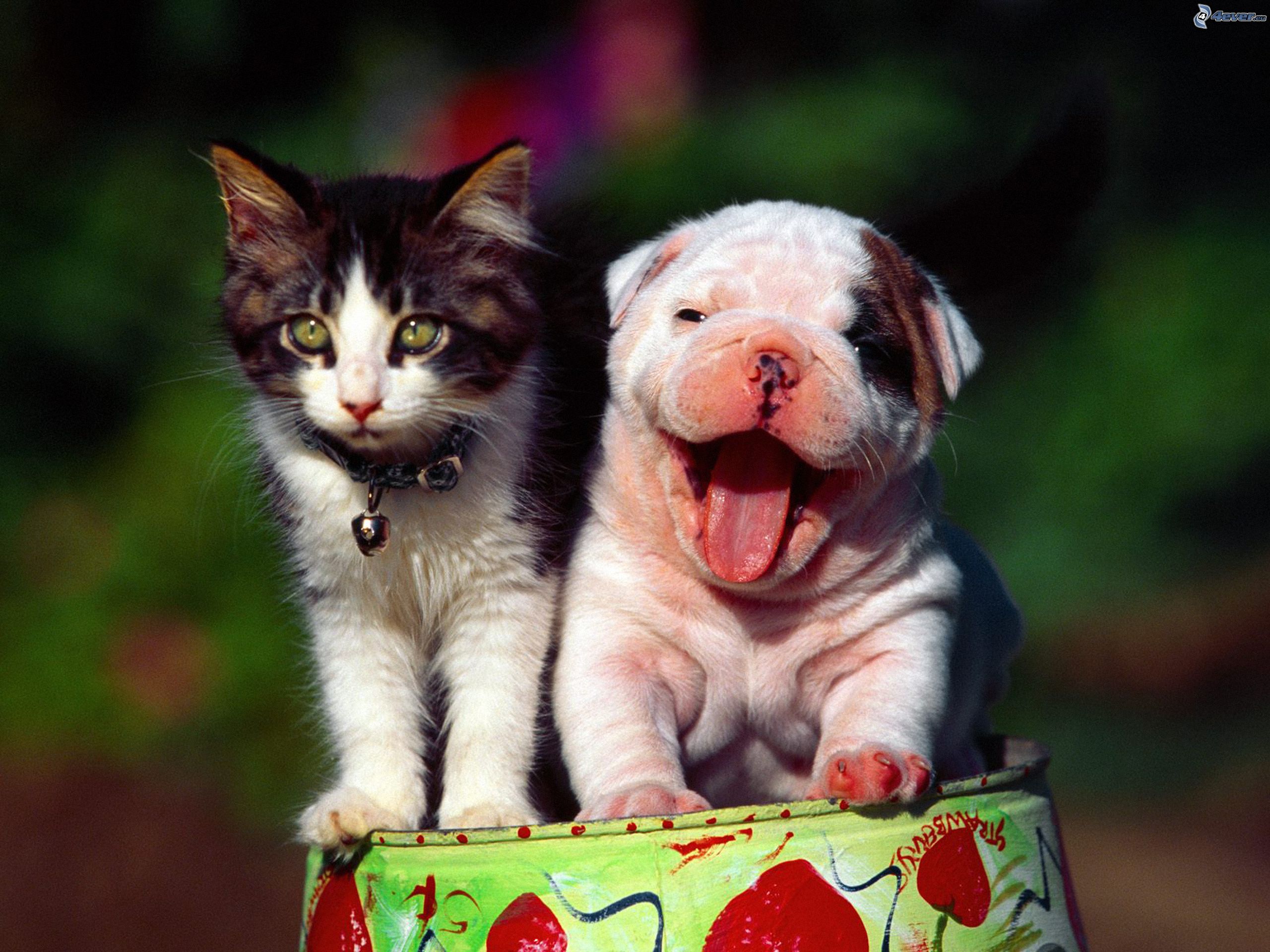 dog or cat is happy