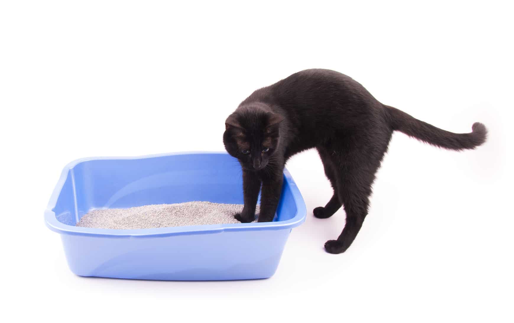 litter box cleaning