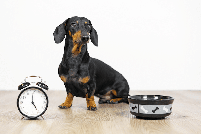 routine for your dog