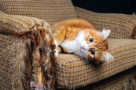 scratching your furniture