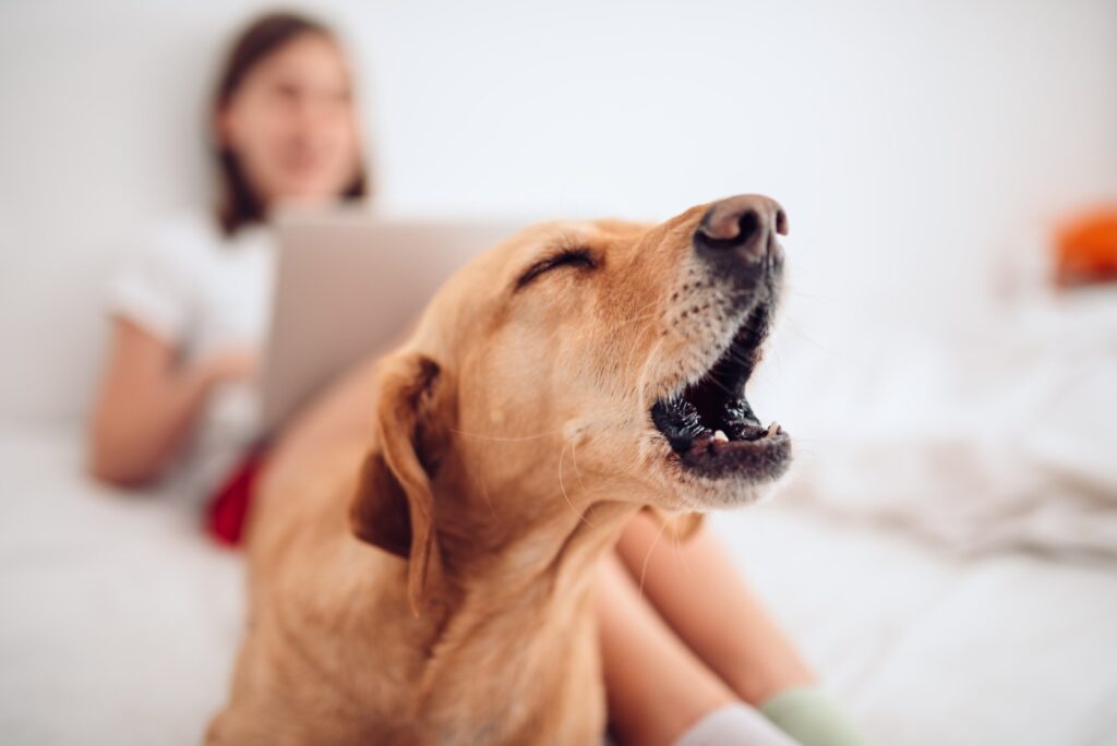 stop barking