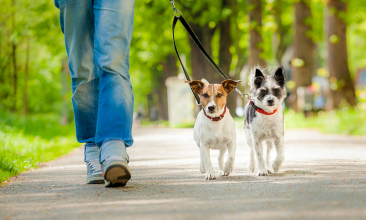 walking for your animal